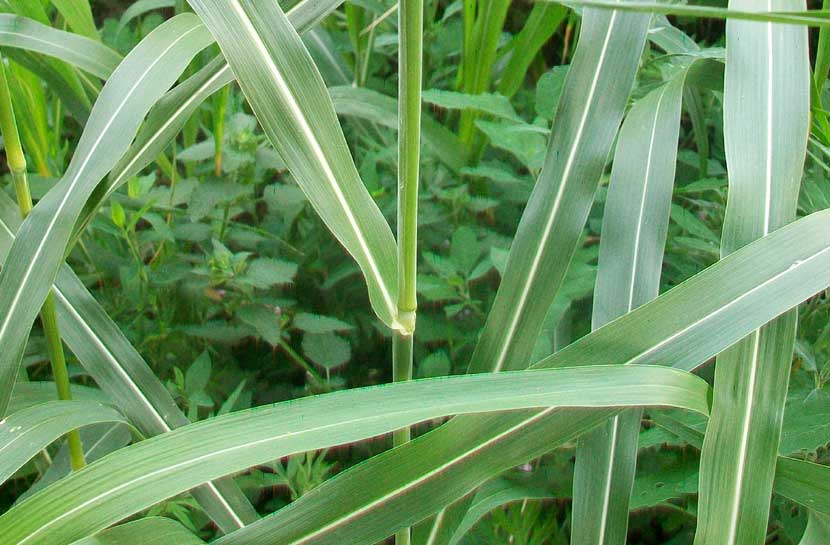 Sorghum halepense / Sorgo selvatico