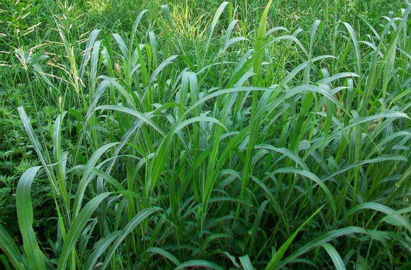 Sorghum halepense / Sorgo selvatico