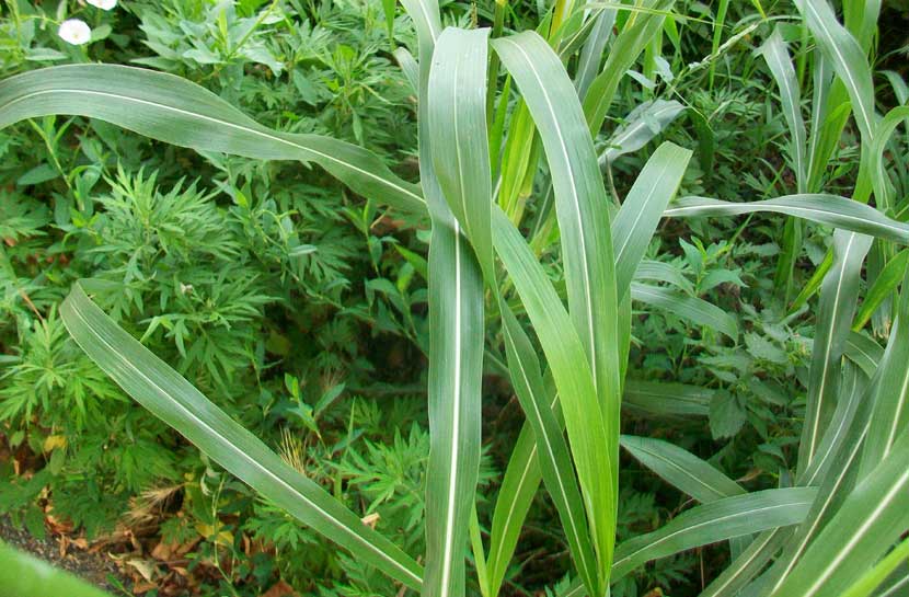 Sorghum halepense / Sorgo selvatico