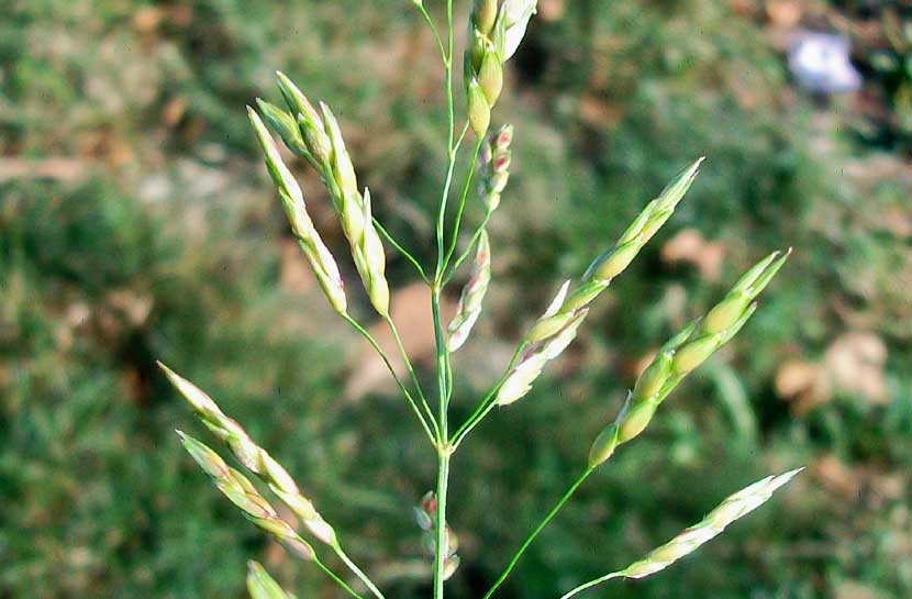 Sorghum halepense / Sorgo selvatico