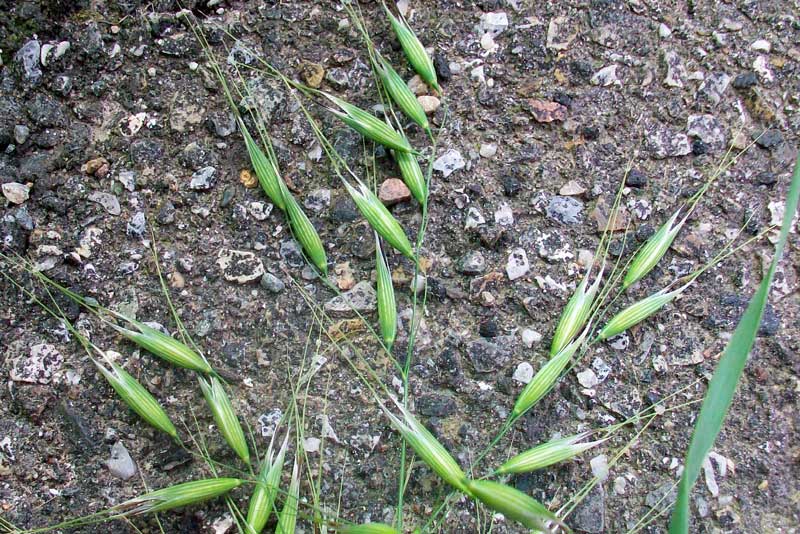 Erbacea da identificare - Avena cfr. fatua