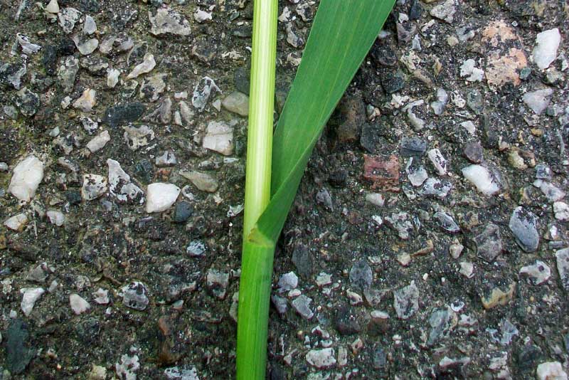 Erbacea da identificare - Avena cfr. fatua