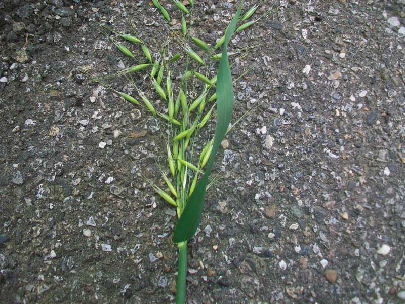 Erbacea da identificare - Avena cfr. fatua