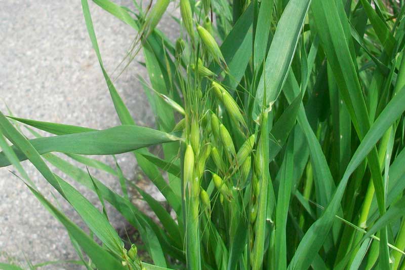 Erbacea da identificare - Avena cfr. fatua