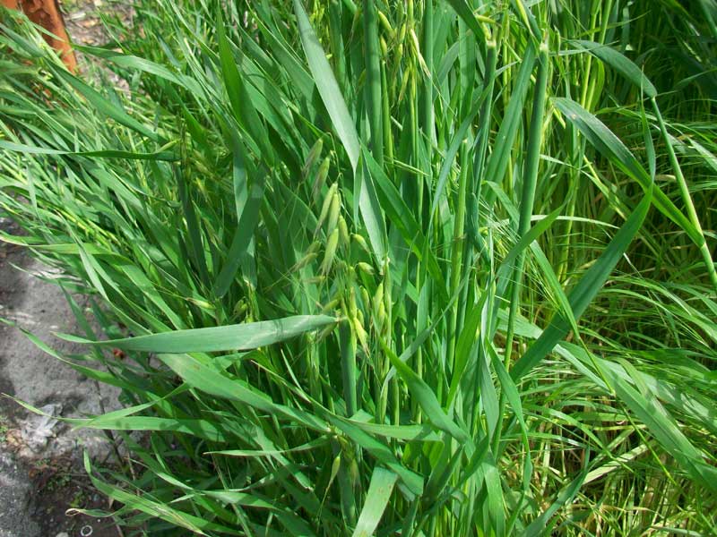 Erbacea da identificare - Avena cfr. fatua