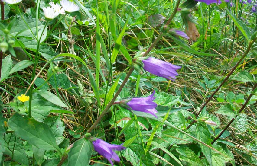 Campanula trachelium