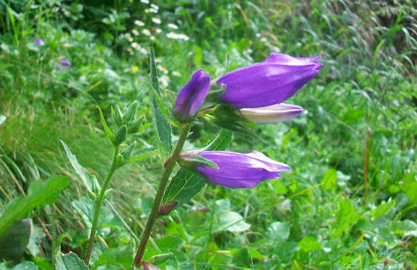 Campanula trachelium