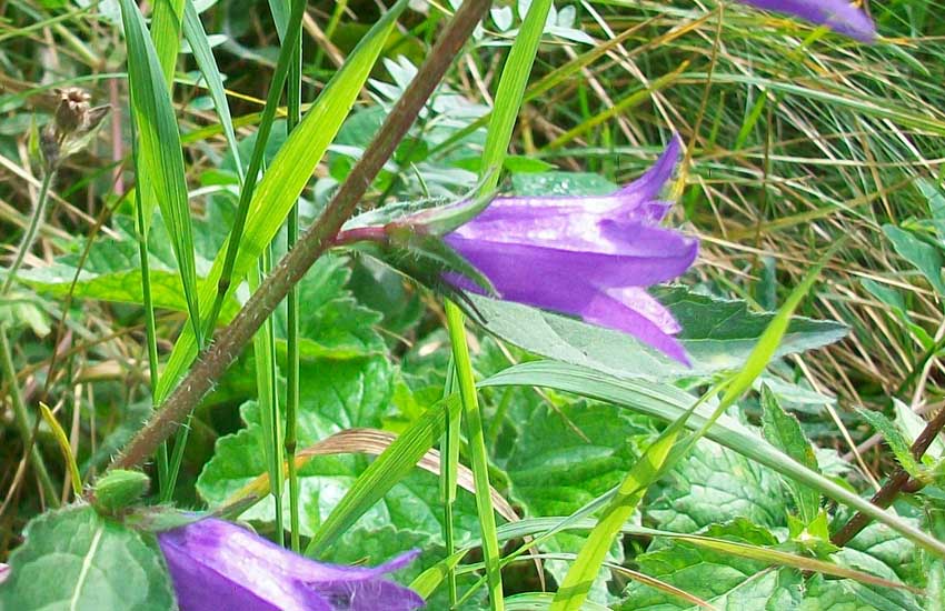 Campanula trachelium