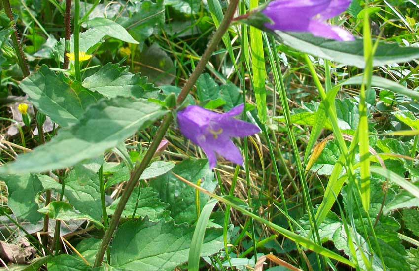 Campanula trachelium