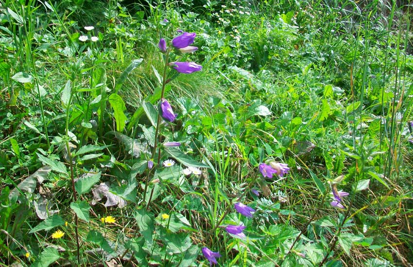 Campanula trachelium