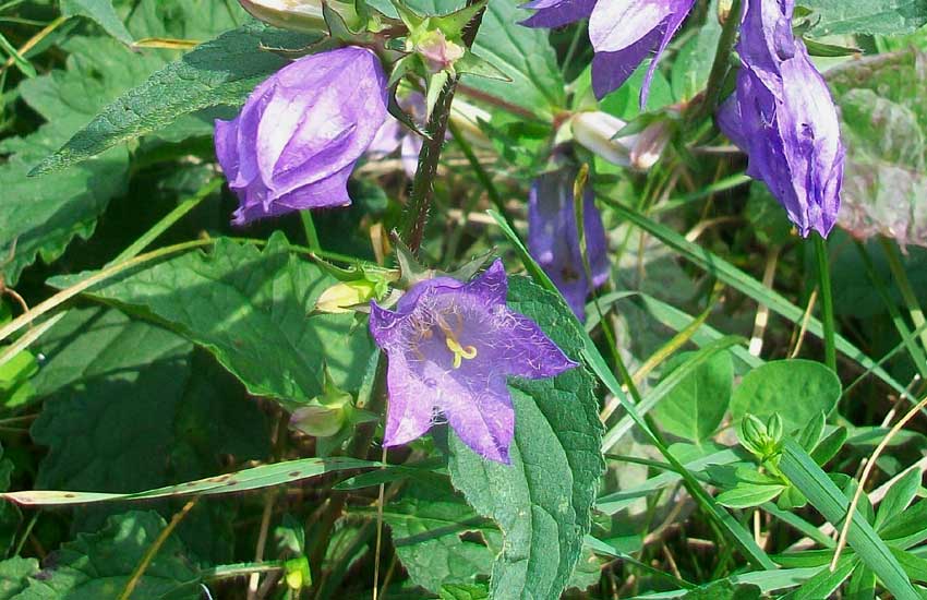 Campanula trachelium