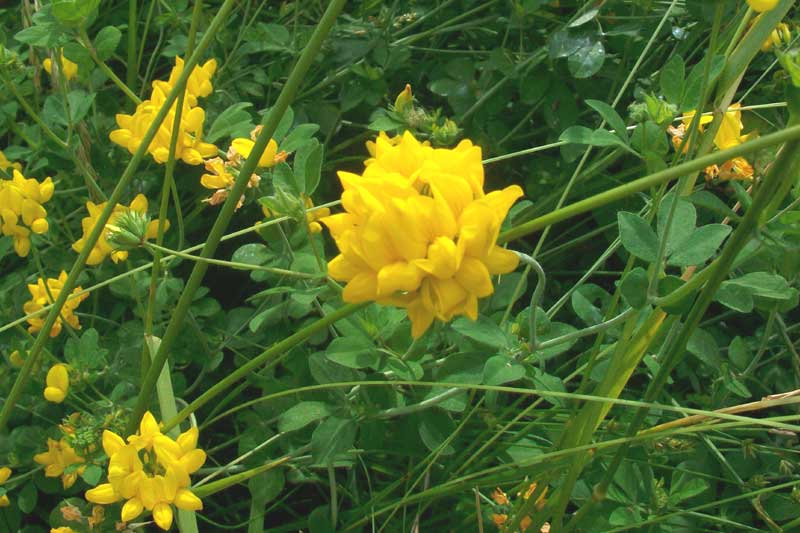 Lotus corniculatus