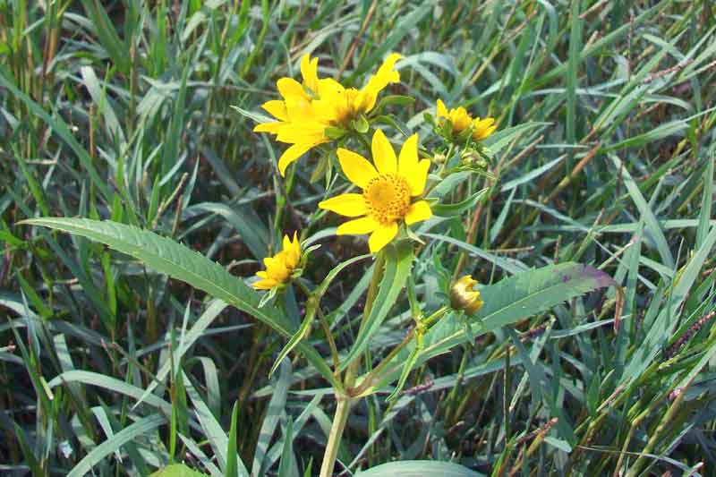 Bidens laevis