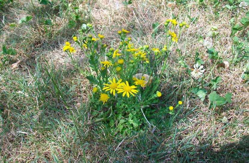 Senecio sp.