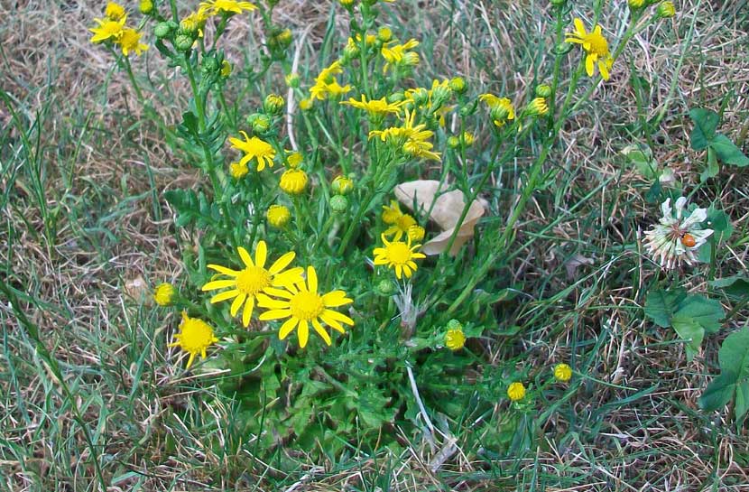 Senecio sp.