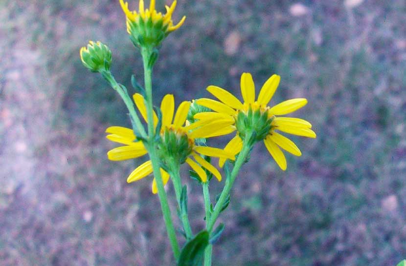 Senecio sp.