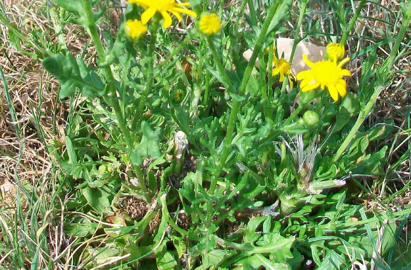 Senecio sp.