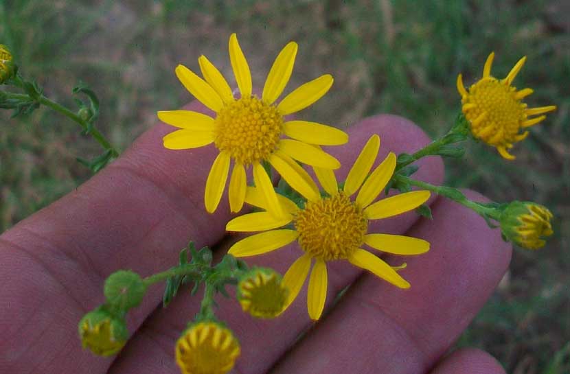 Senecio sp.