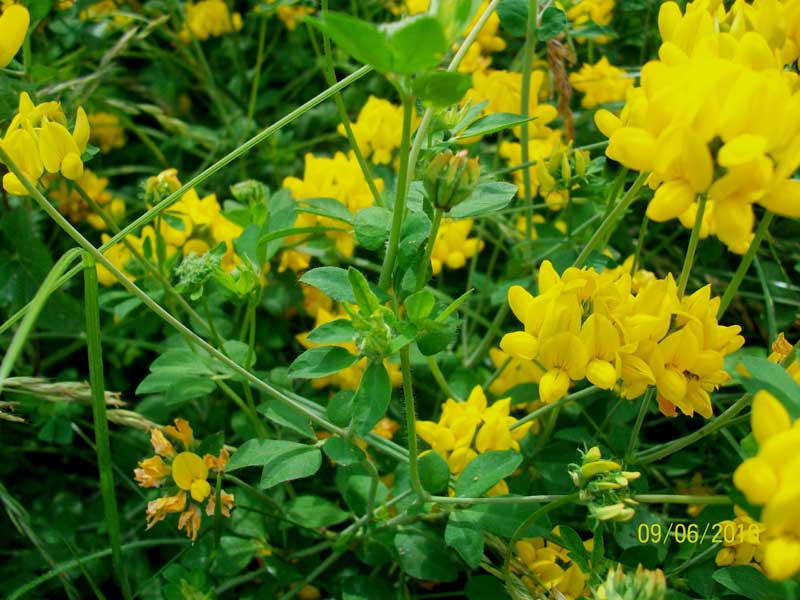 Lotus corniculatus