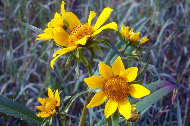 Bidens laevis