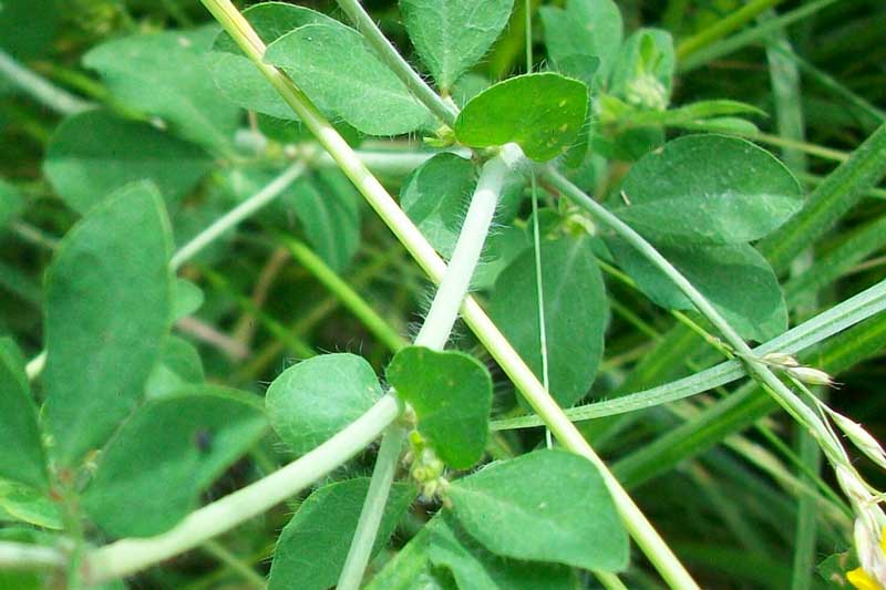 Lotus corniculatus