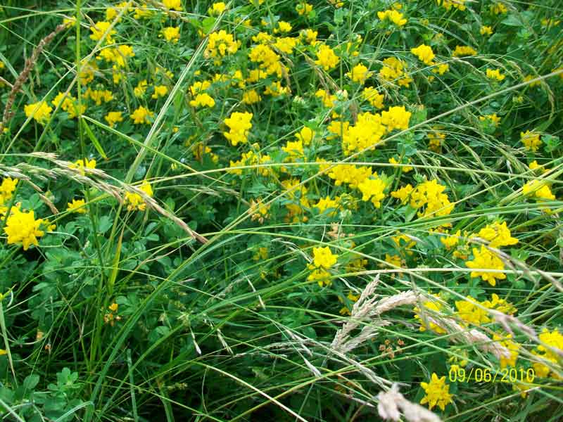 Lotus corniculatus