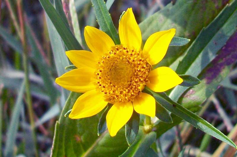 Bidens laevis