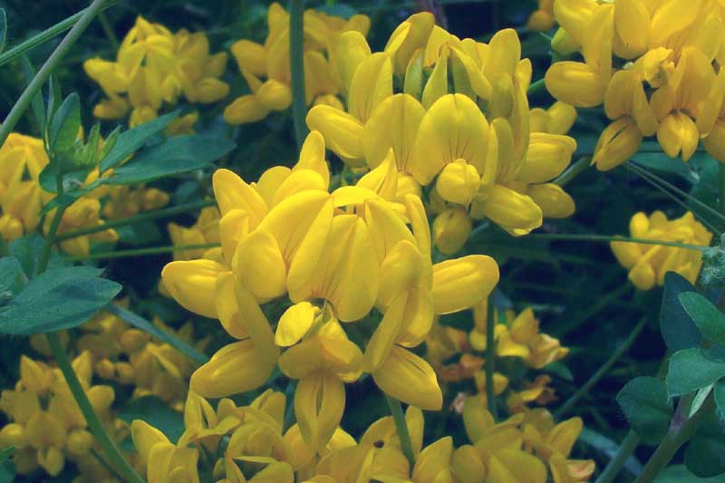 Lotus corniculatus