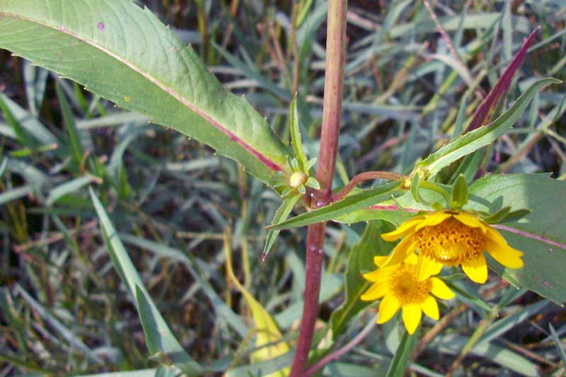 Bidens laevis