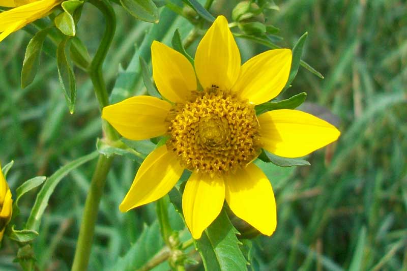 Bidens laevis