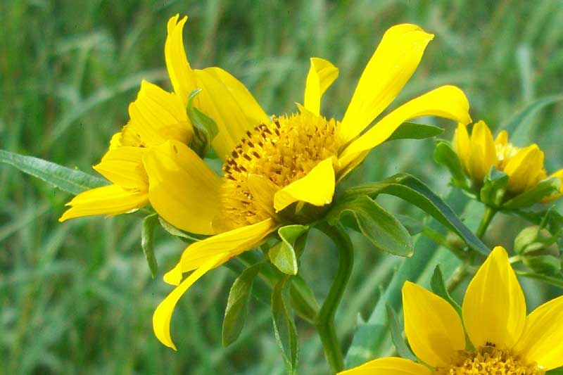 Bidens laevis