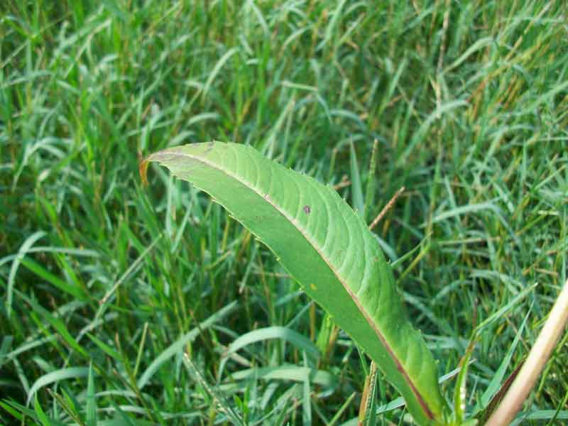 Bidens laevis