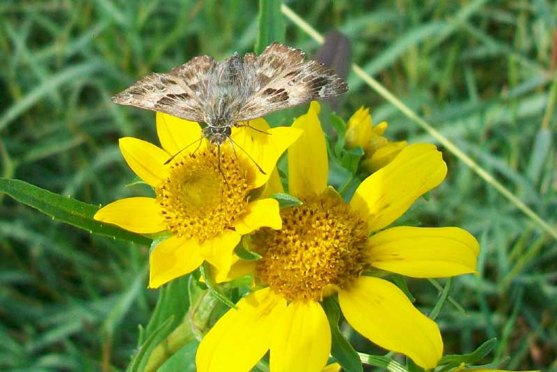 Bidens laevis