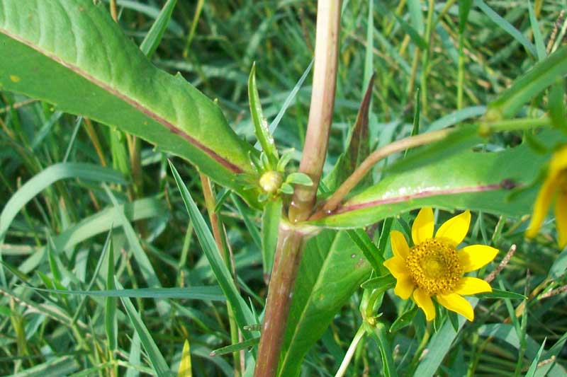 Bidens laevis