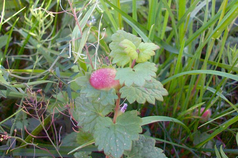 Glechoma hederacea con galle