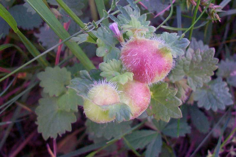 Glechoma hederacea con galle