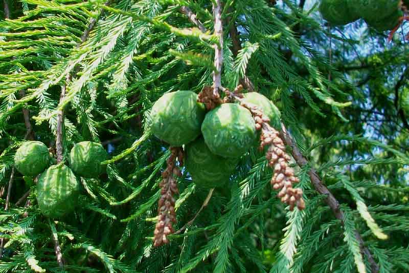 Taxodium distichum