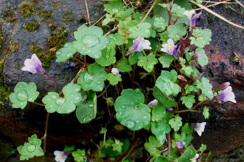 Cymbalaria muralis / Ciombolino comune