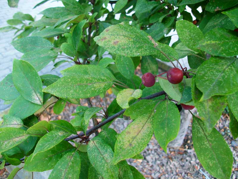 Alberello da identificare - Malus sp.?