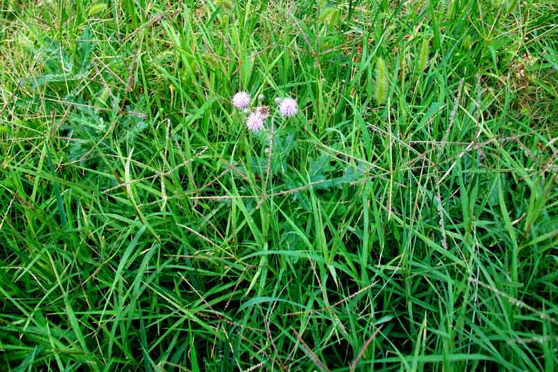 Cirsium arvense