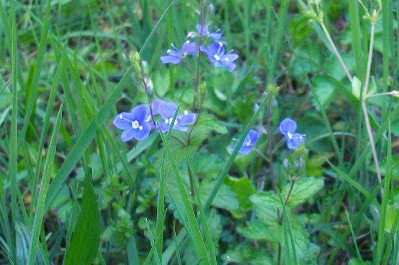 Veronica chamaedrys L.