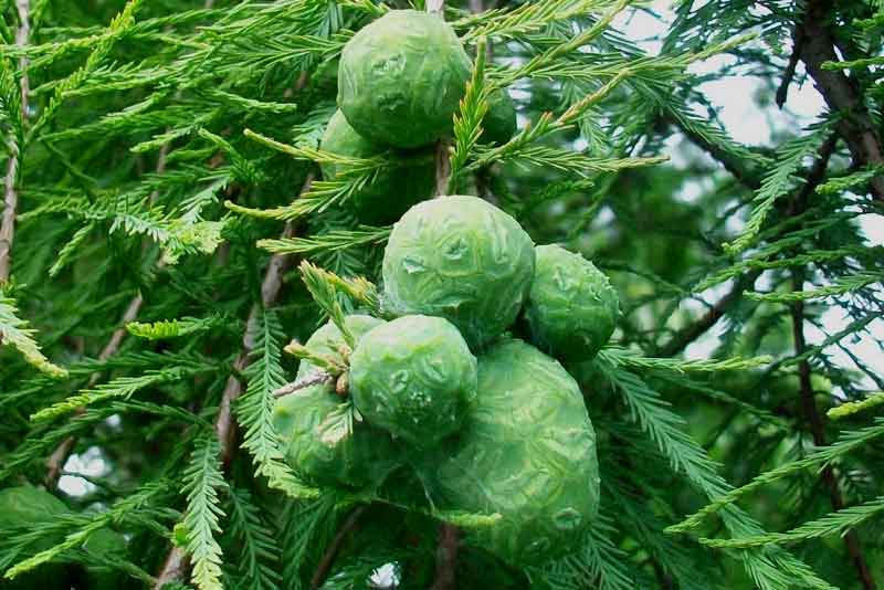 Taxodium distichum