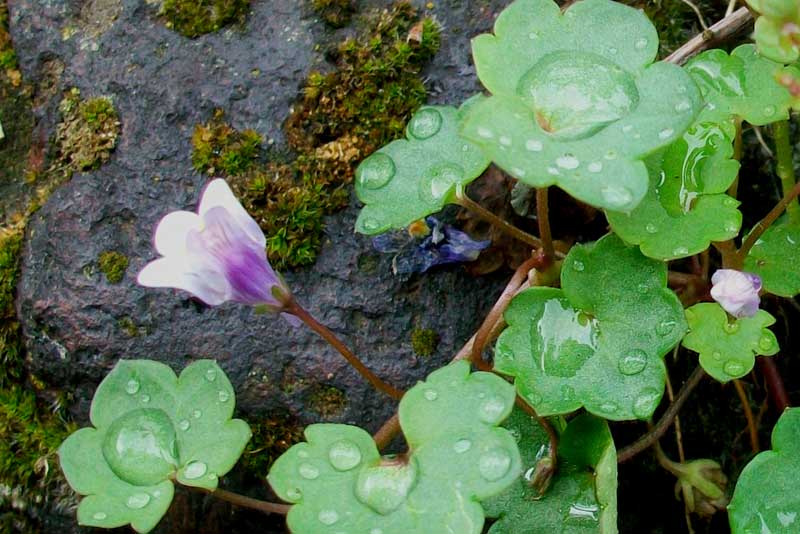 Cymbalaria muralis / Ciombolino comune