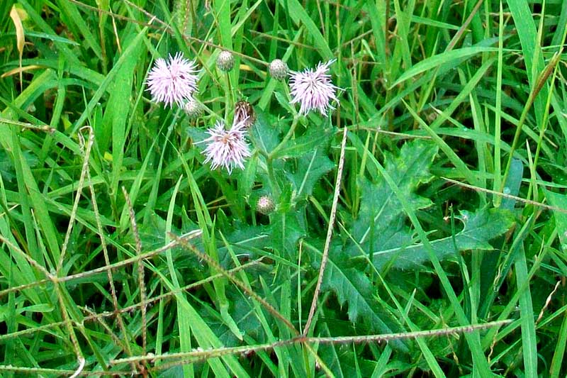 Cirsium arvense