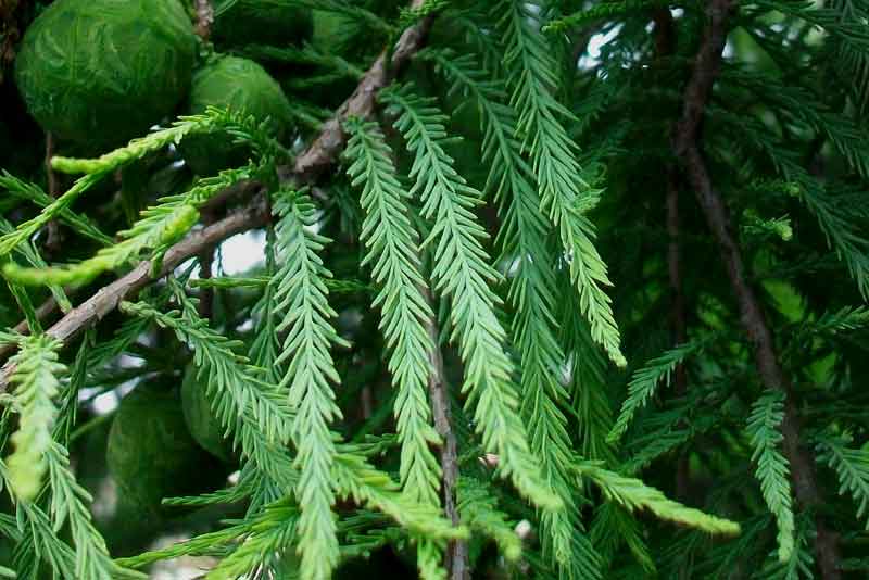 Taxodium distichum