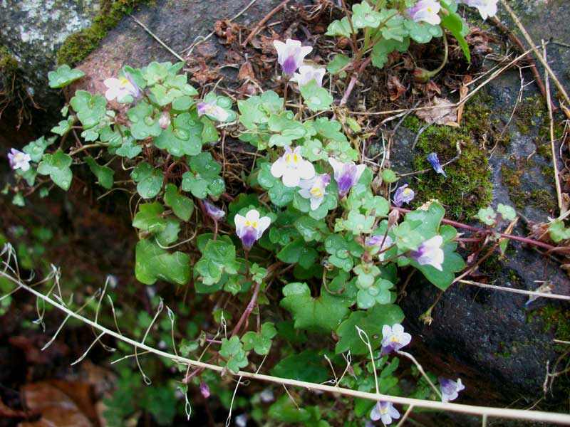 Cymbalaria muralis / Ciombolino comune