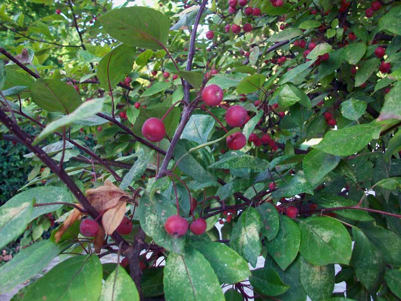 Alberello da identificare - Malus sp.?