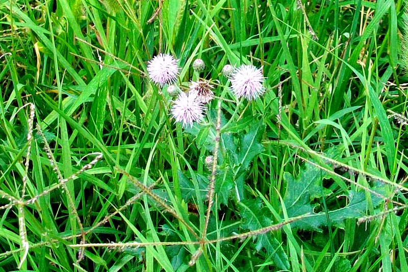 Cirsium arvense