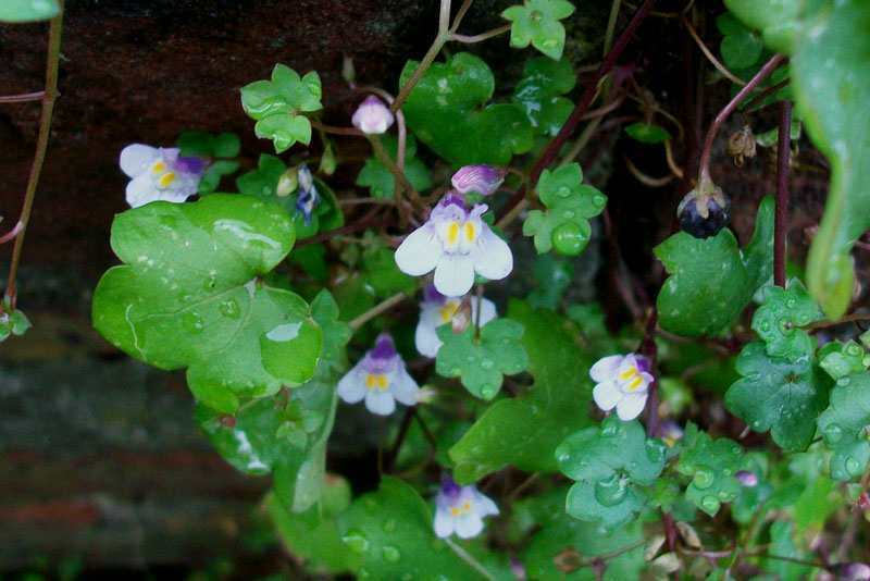 Cymbalaria muralis / Ciombolino comune