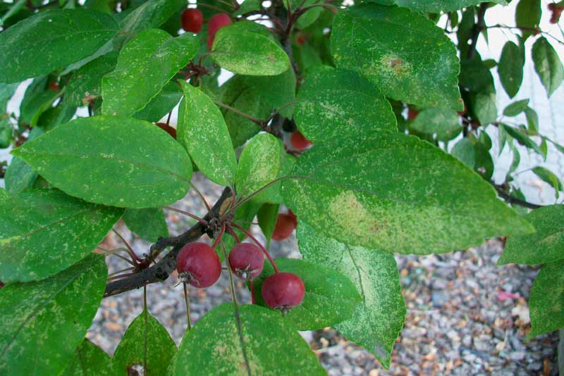 Alberello da identificare - Malus sp.?